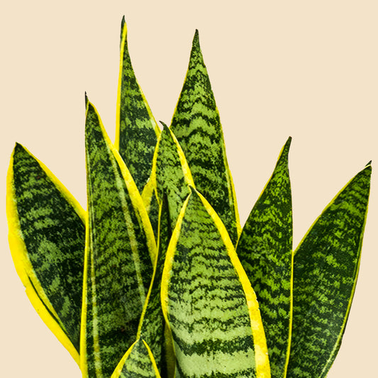 Paşa Kılıcı 60 70 cm (Sansevieria Trifasciata)
