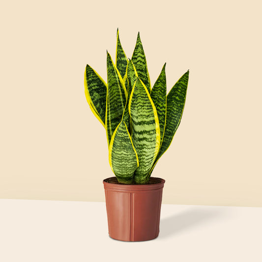 Paşa Kılıcı 60 70 cm (Sansevieria Trifasciata)