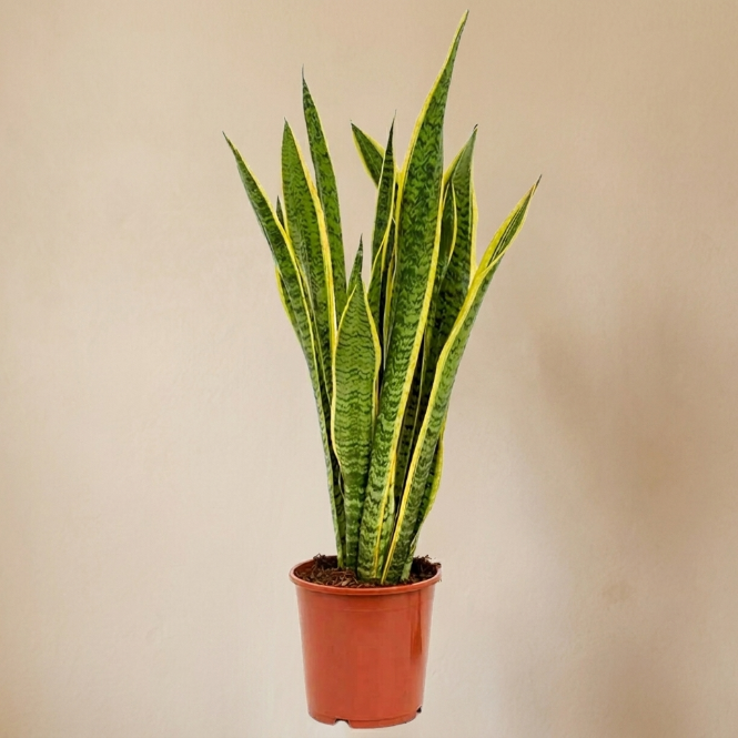 Canlı Paşa Kılıcı Çiçeği - Sarı Alacalı Kılıç Çiçeği (Sansevieria Laurentii)