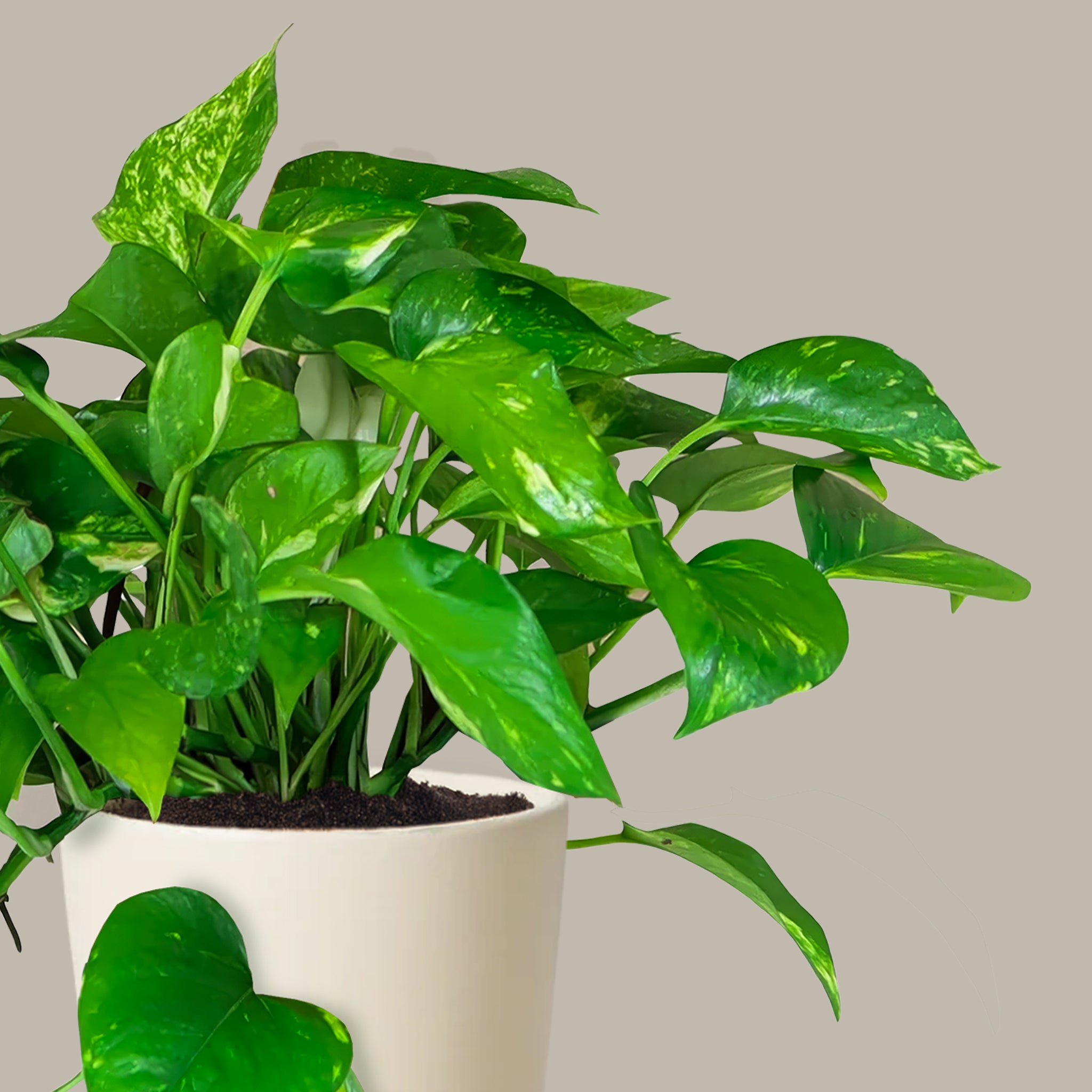 Askılı Patos Salon Sarmaşığı