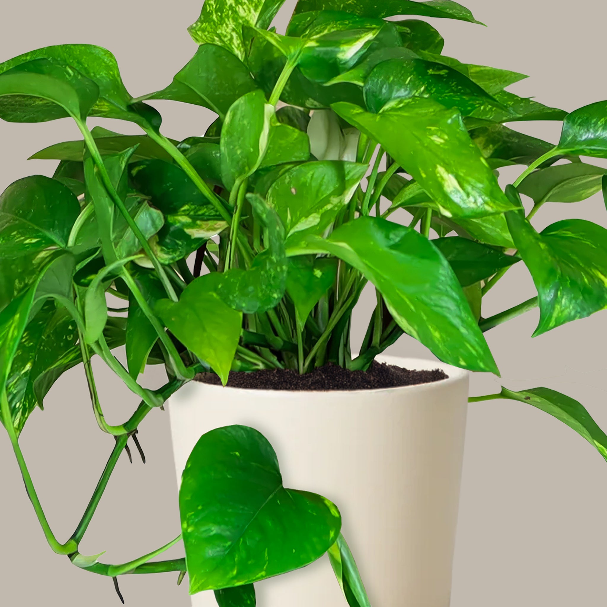 Askılı Patos Salon Sarmaşığı