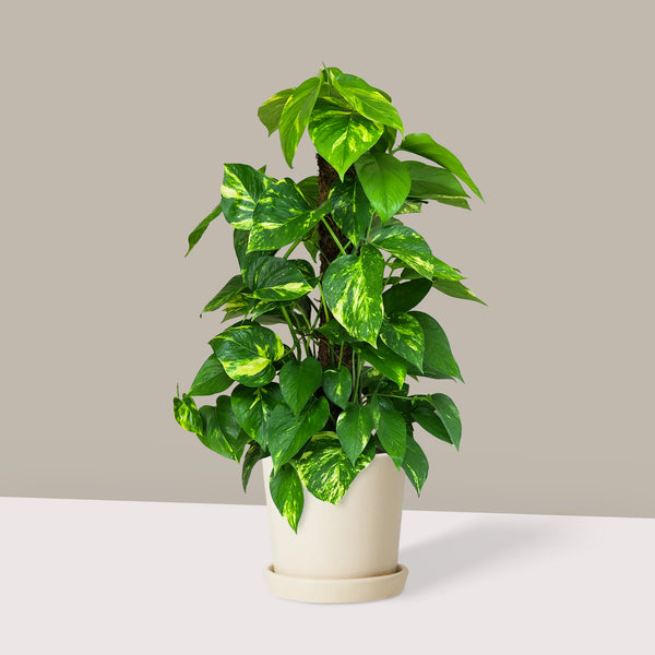 Sopalı Patos Golden Large