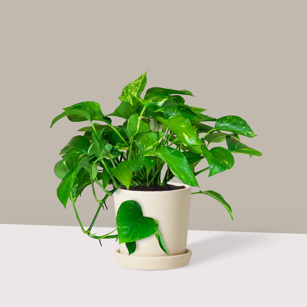 Askılı Patos Salon Sarmaşığı