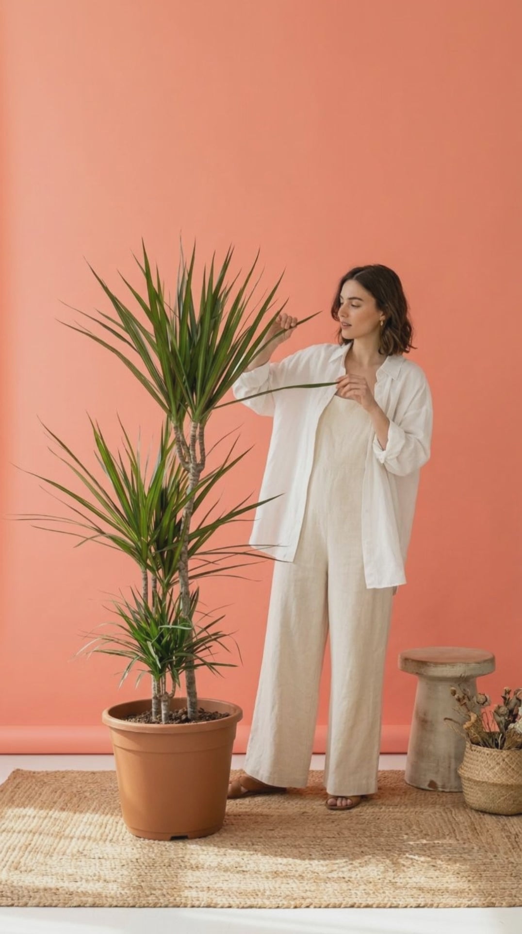 Dracaena Marginata Üç Kollu 110–120 cm – Ejder Ağacı Büyük Boy Salon Bitkisi