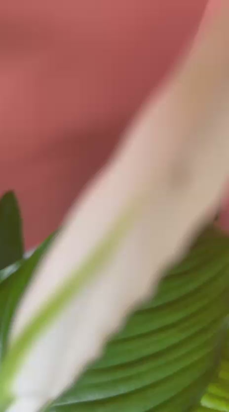 Spathiphyllum Barış Çiçeği Canlı İç Mekan Salon Bitkisi Yelken Çiçeği