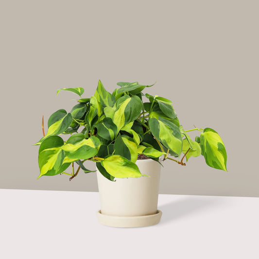 Salon Sarmaşığı Alacalı Kalp Yapraklı (Philodendron Scandens Brasil) 40-50 cm