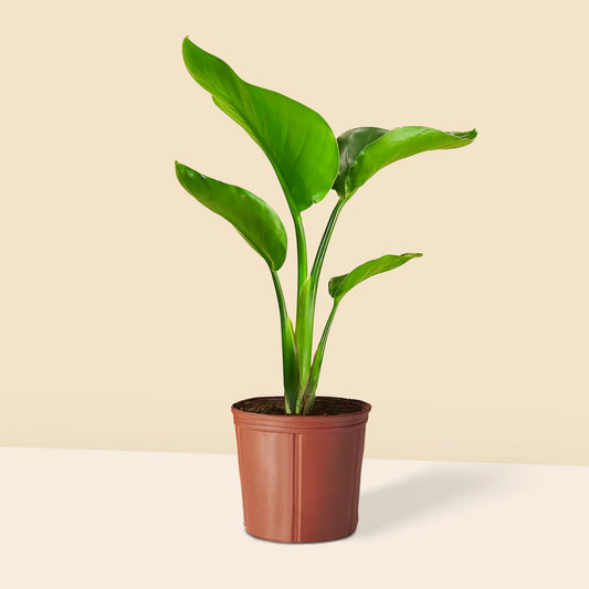 Starliçe- Üç Köklü (Cennet Kuşu Çiçeği- Strelitzia Nicolai ) 40 50 cm