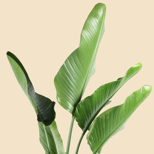 Starliçe- Üç Köklü (Cennet Kuşu Çiçeği- Strelitzia Nicolai )
