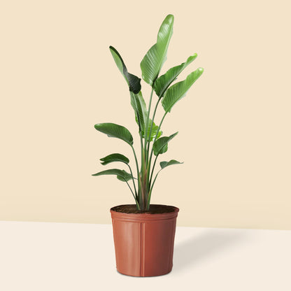 Starliçe- Üç Köklü (Cennet Kuşu Çiçeği- Strelitzia Nicolai )