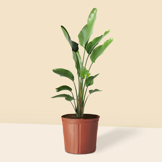 Starliçe- Üç Köklü (Cennet Kuşu Çiçeği- Strelitzia Nicolai )
