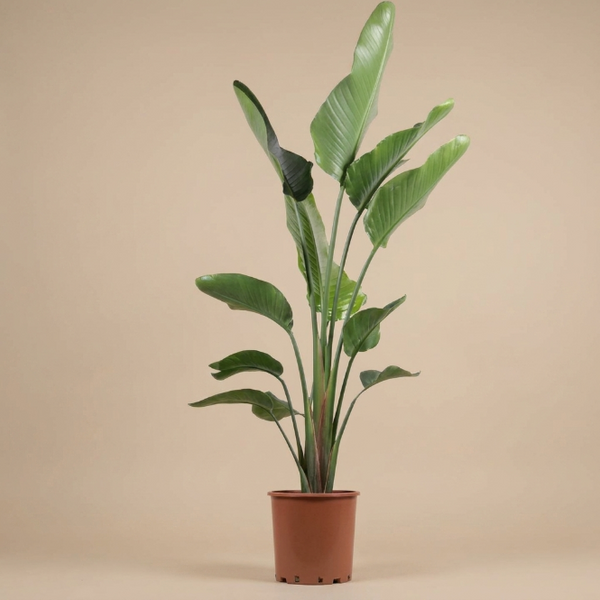 Büyük Boy Starliçe Çiçeği 3 Köklü XL - Canlı Cennet Kuşu (Strelitzia Nicolai)