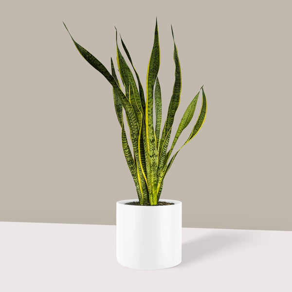 Paşa Kılıcı XL (Sansevieria Laurentii)