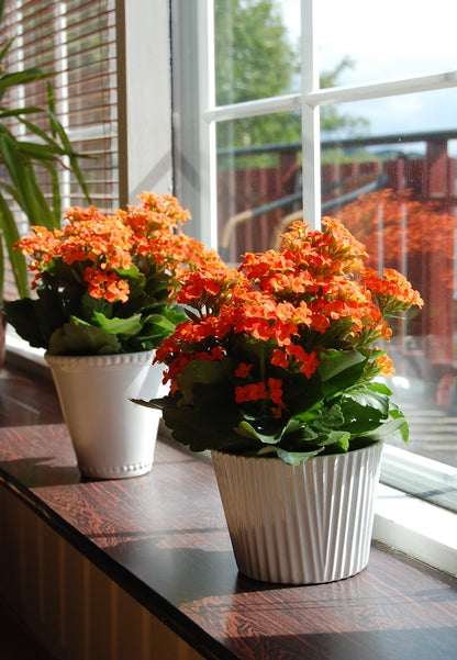 Kalonşo (Kalanchoe) Canlı Çiçek Masa Boy