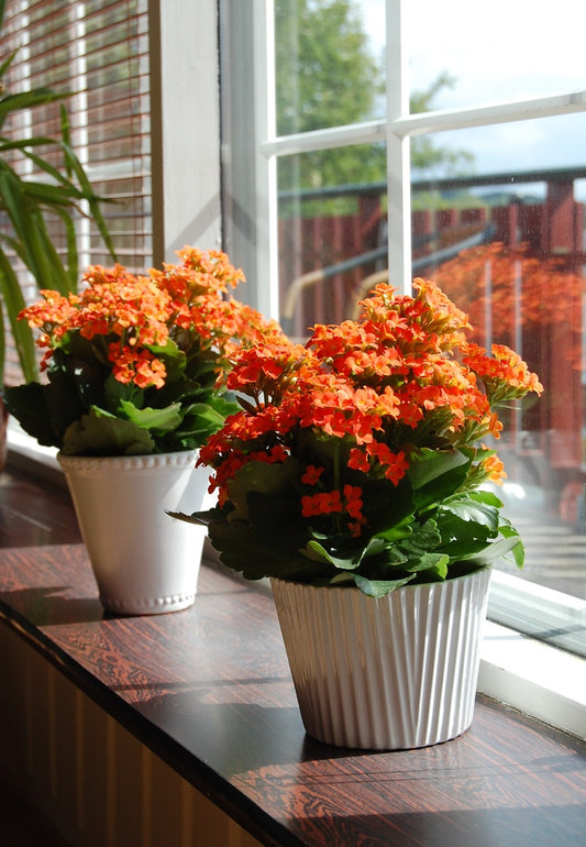 Kalonşo (Kalanchoe) Canlı Çiçek Masa Boy