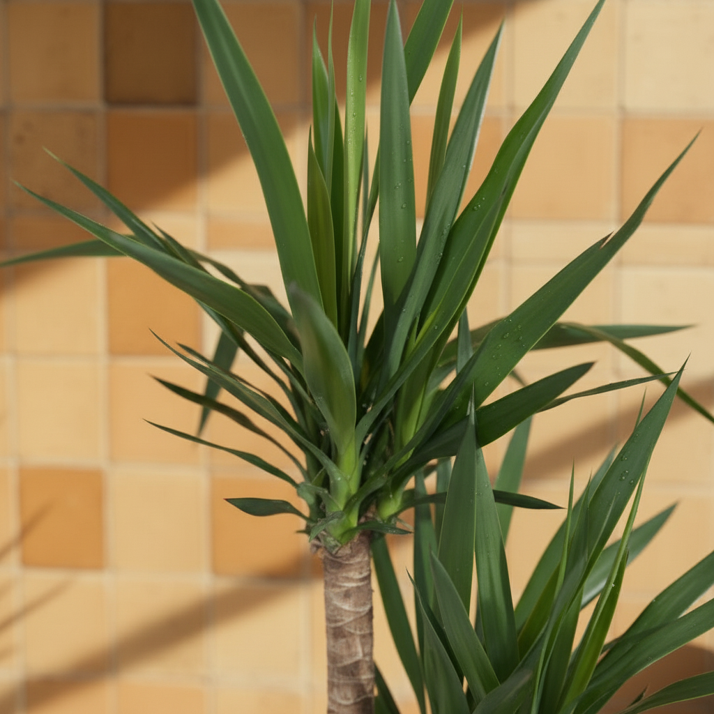 Yucca (Yuka) 3 Kollu 130-140 cm Ofis ve Salon Bitkisi