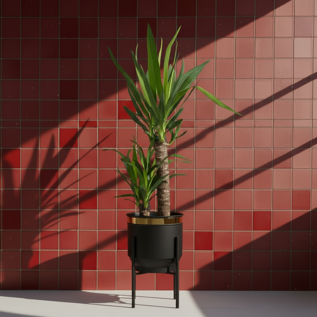 Yucca 2 Gövdeli Yucca Massengena Ruby 100-110 cm