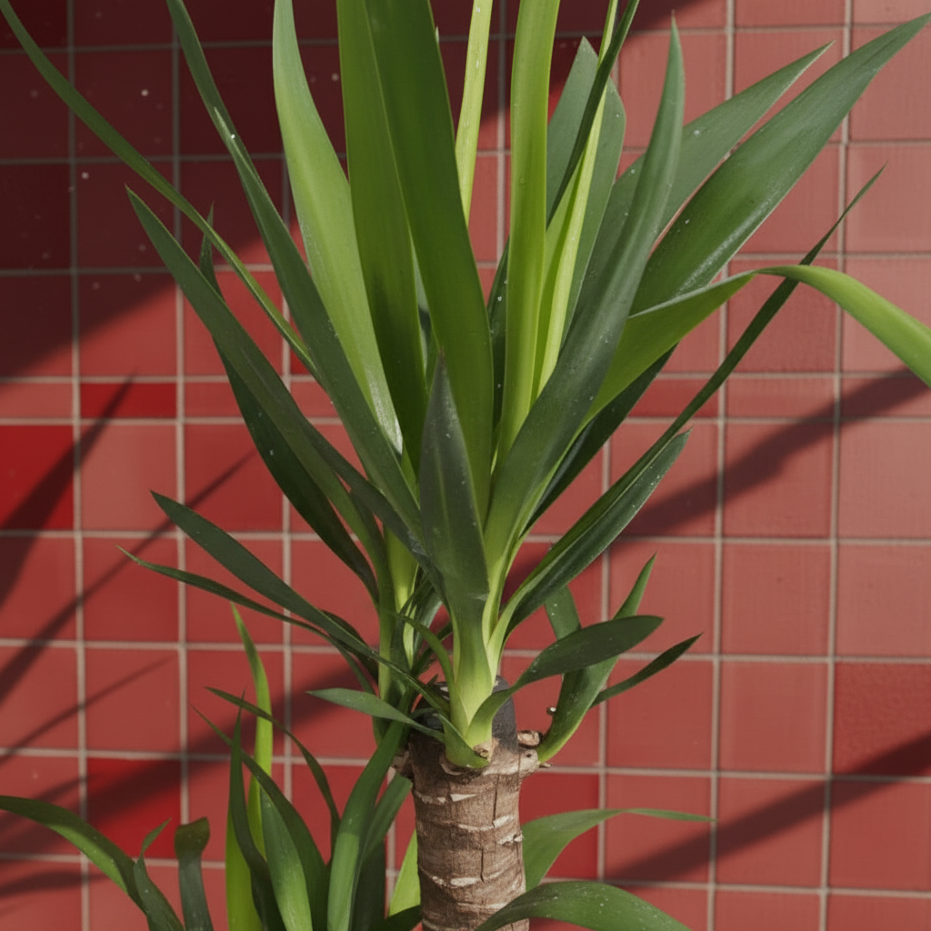 Yucca 2 Gövdeli Yucca Massengena Ruby 100-110 cm