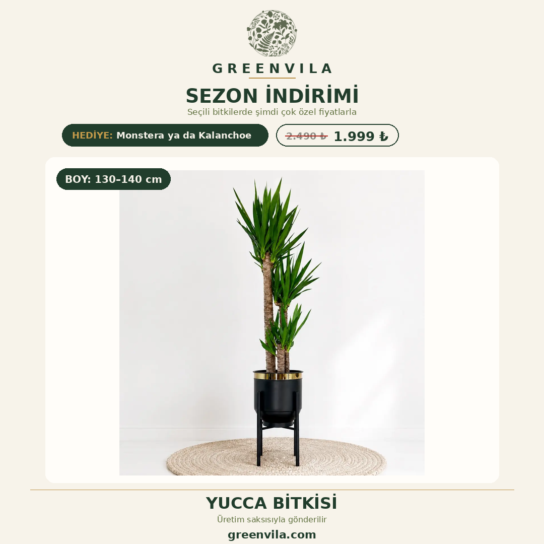 Yucca bitkisi 3 gövdeli 130-140 cm boy ofis ve salon bitkisi