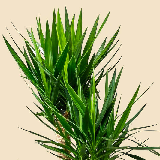 4 Gövdeli Yuka Çiçeği - Uzun XXL (Avize Çiçeği - Yucca Elephantipes) 150 160 cm
