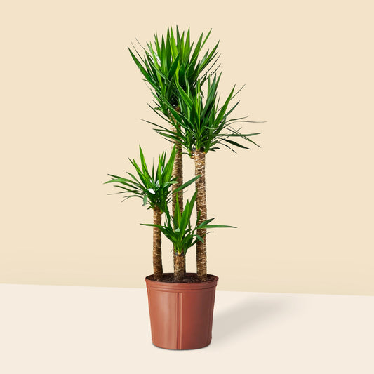 4 Gövdeli Yuka Çiçeği - Uzun XXL (Avize Çiçeği - Yucca Elephantipes) 150 160 cm