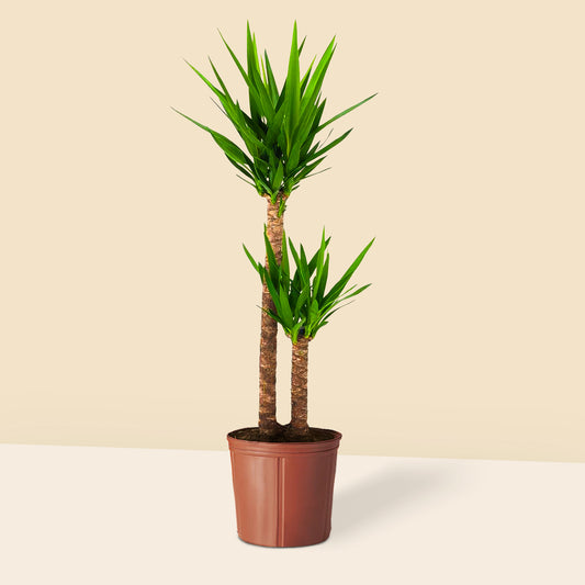 Yucca 2 Gövdeli 130-140 cm (Yuka 2 Kollu)