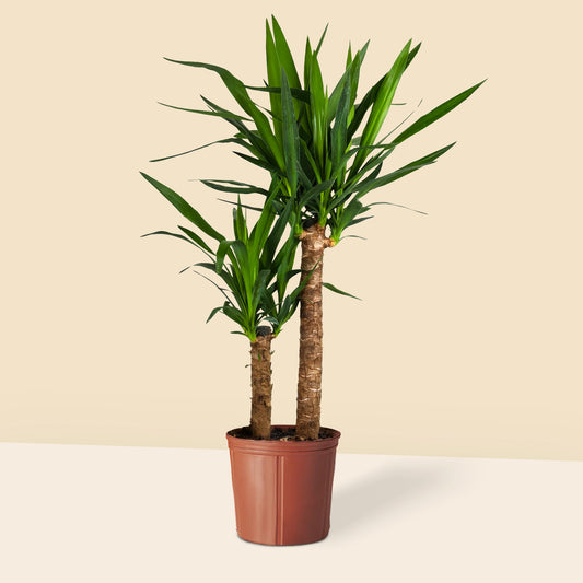 Yuka 2 Gövdeli (Yucca Massengena) Ruby 80 90 cm