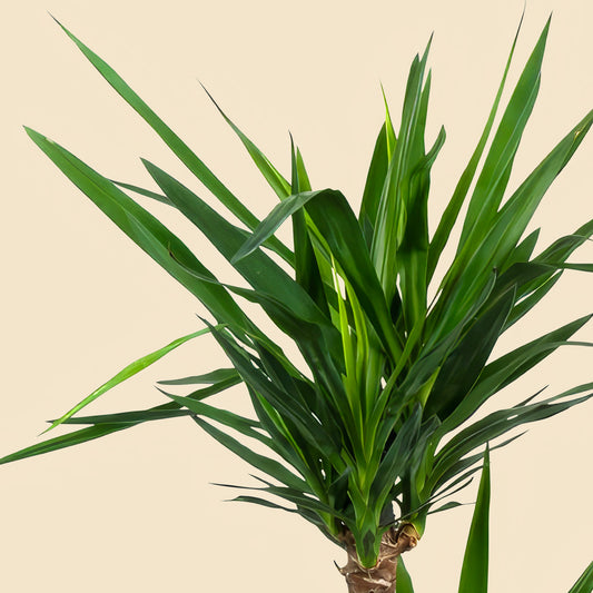 Yuka 3 Gövdeli (Yucca Massengena) Plastik Saksılı 130 140 cm