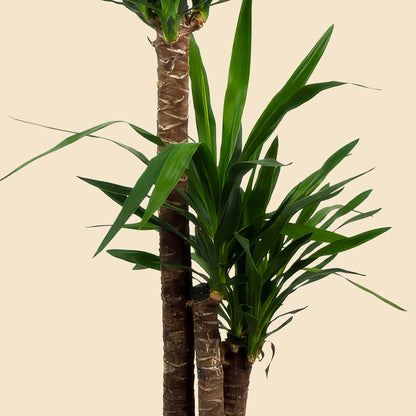 Yuka 3 Gövdeli (Yucca Massengena) Plastik Saksılı 130 140 cm