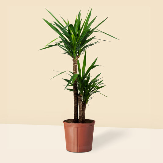 Yuka 3 Gövdeli (Yucca Massengena) Plastik Saksılı 130 140 cm