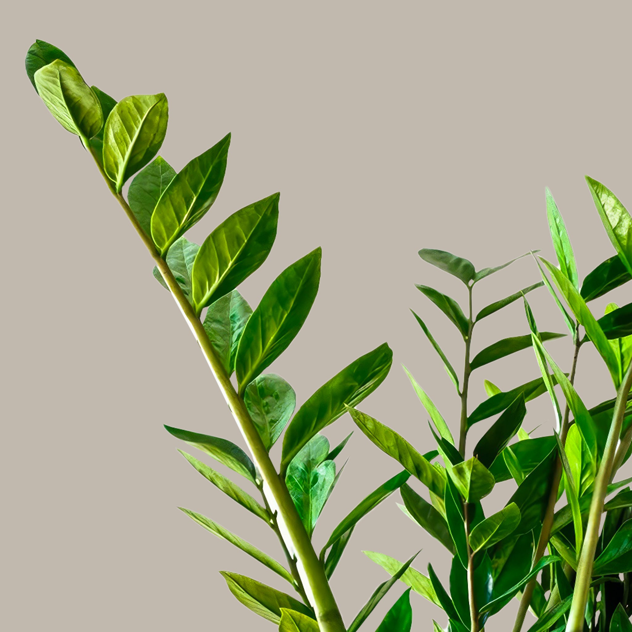 Zamia Çiçeği Zeze-Zamioculcas Zamiifolia