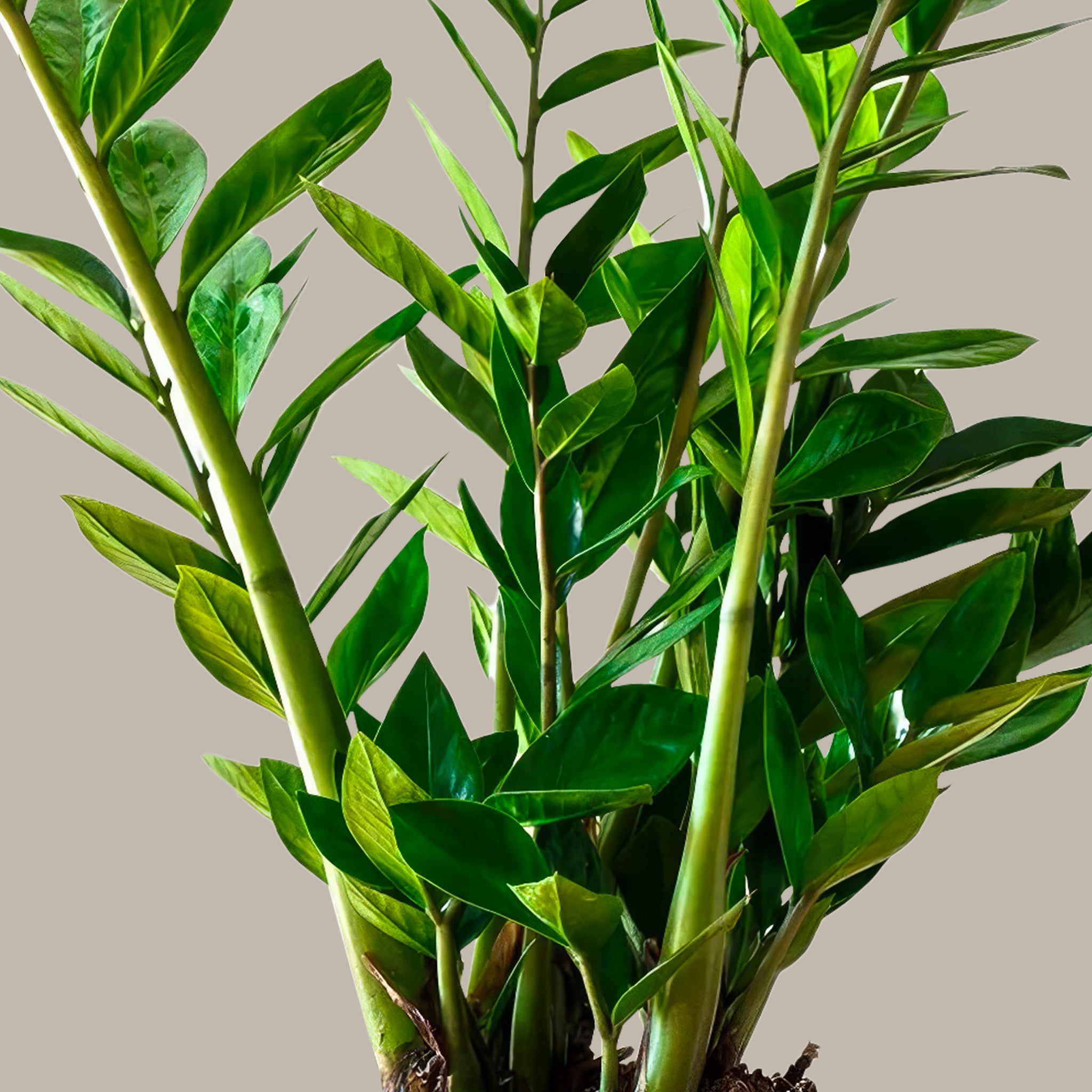 Zamia Çiçeği Zeze-Zamioculcas Zamiifolia