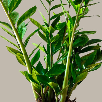 Zamia Çiçeği (Zamioculcas Zamiifolia)