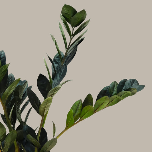 Zamia Çiçeği Siyah (Zamioculcas Zamiifolia)