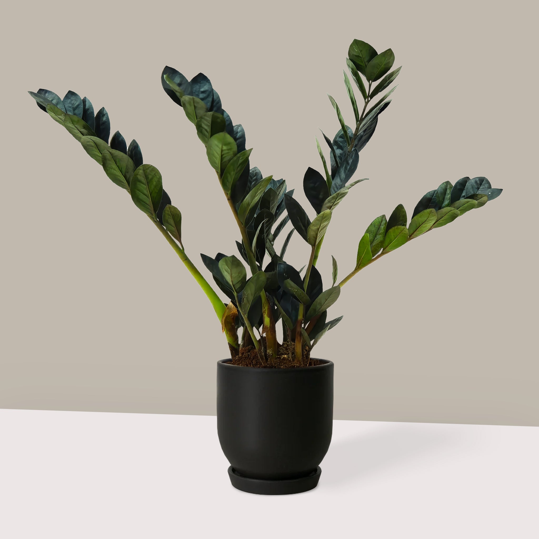 Zamia Çiçeği Siyah Zeze-Zamioculcas Zamiifolia