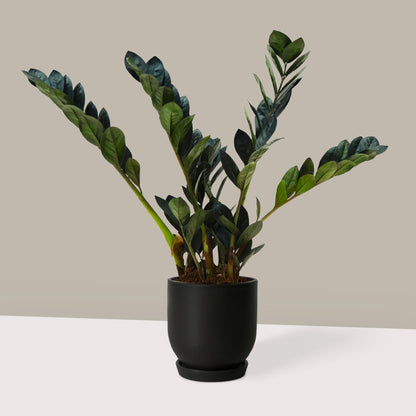 Zamia Çiçeği Siyah (Zamioculcas Zamiifolia)