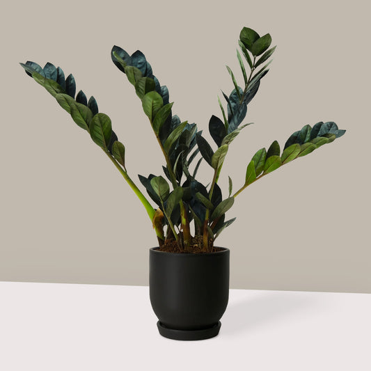 Zamia Çiçeği Siyah (Zamioculcas Zamiifolia)