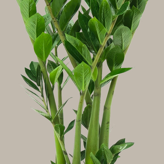 Zamia Çiçeği (Zamioculcas Zamiifolia) XL