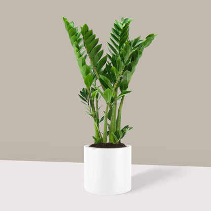 Zamia Çiçeği (Zamioculcas Zamiifolia) XL
