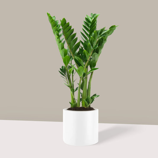 Zamia Çiçeği (Zamioculcas Zamiifolia) XL