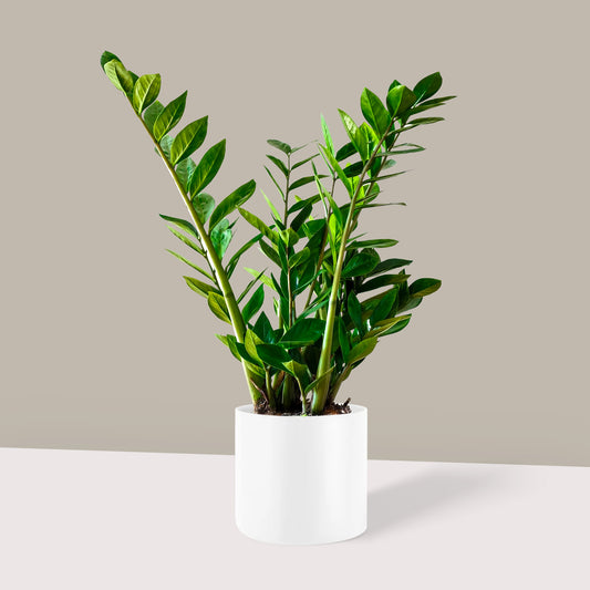 Zamia Çiçeği (Zamioculcas Zamiifolia)